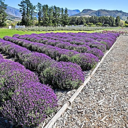 Lavender Farm Guest House Franschhoek Exterior photo