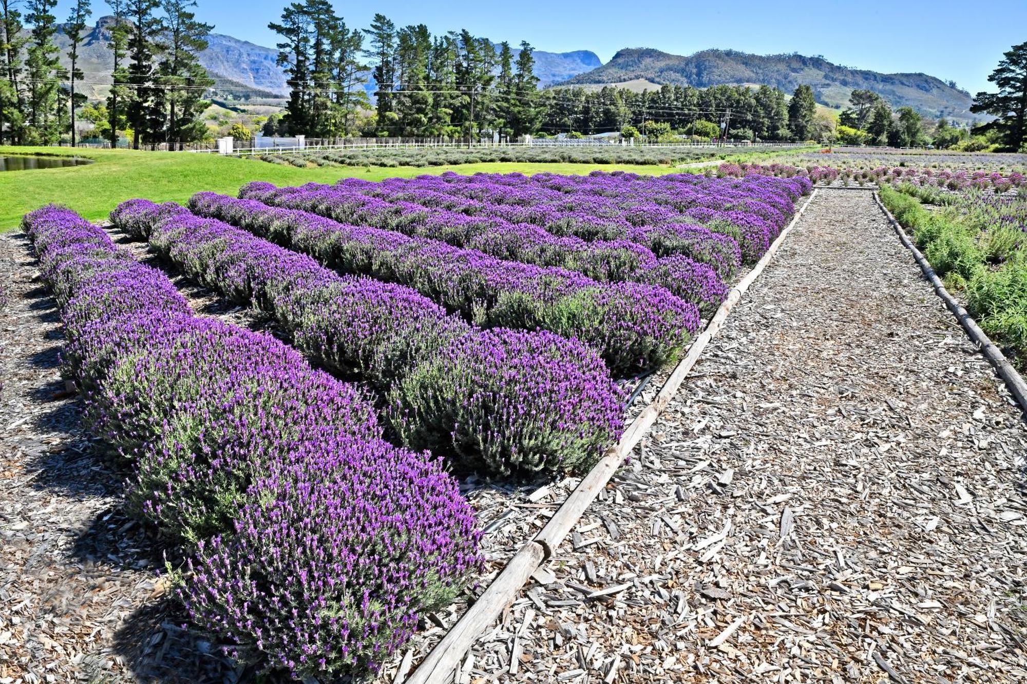 Lavender Farm Guest House Franschhoek Exterior photo