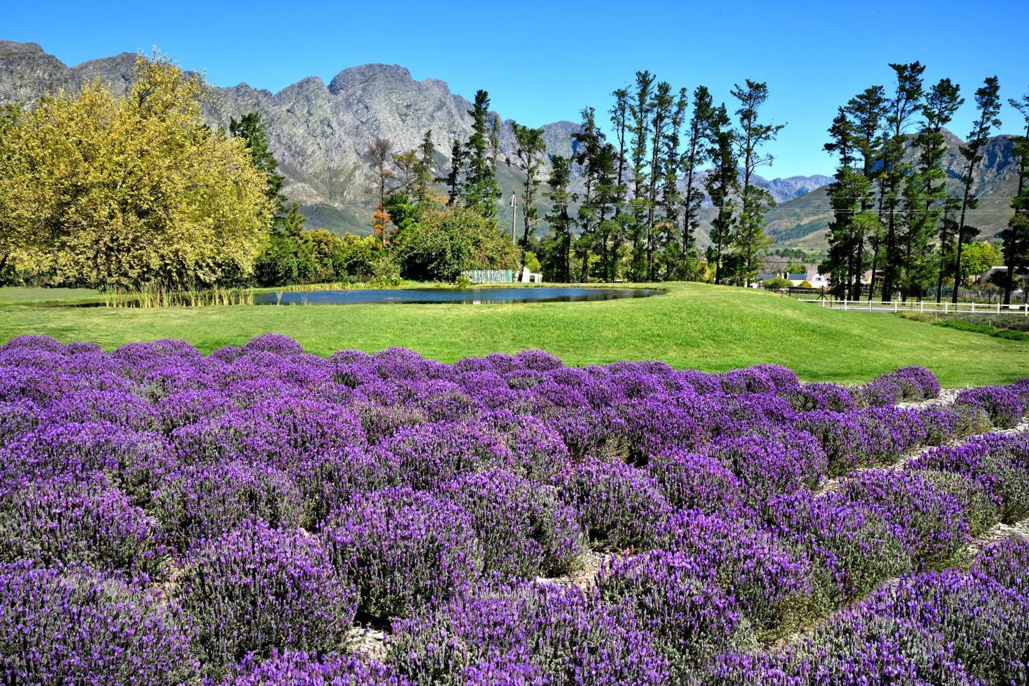 Lavender Farm Guest House Franschhoek Exterior photo