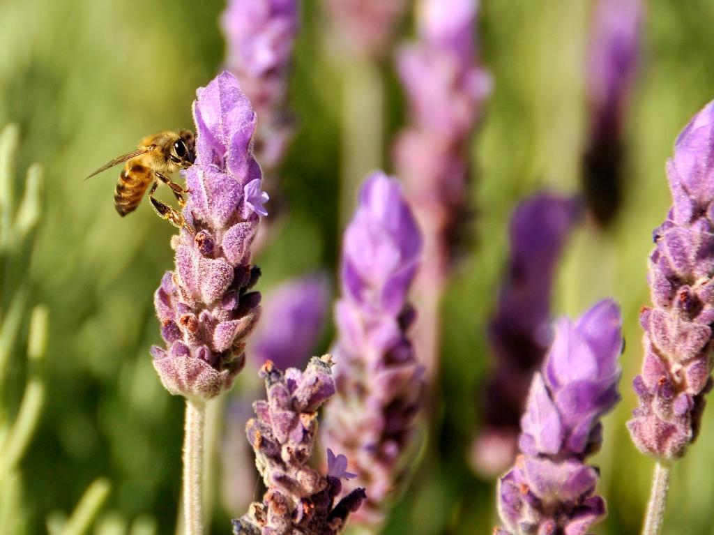 Lavender Farm Guest House Franschhoek Exterior photo