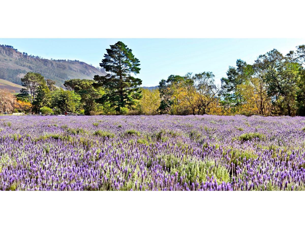 Lavender Farm Guest House Franschhoek Exterior photo