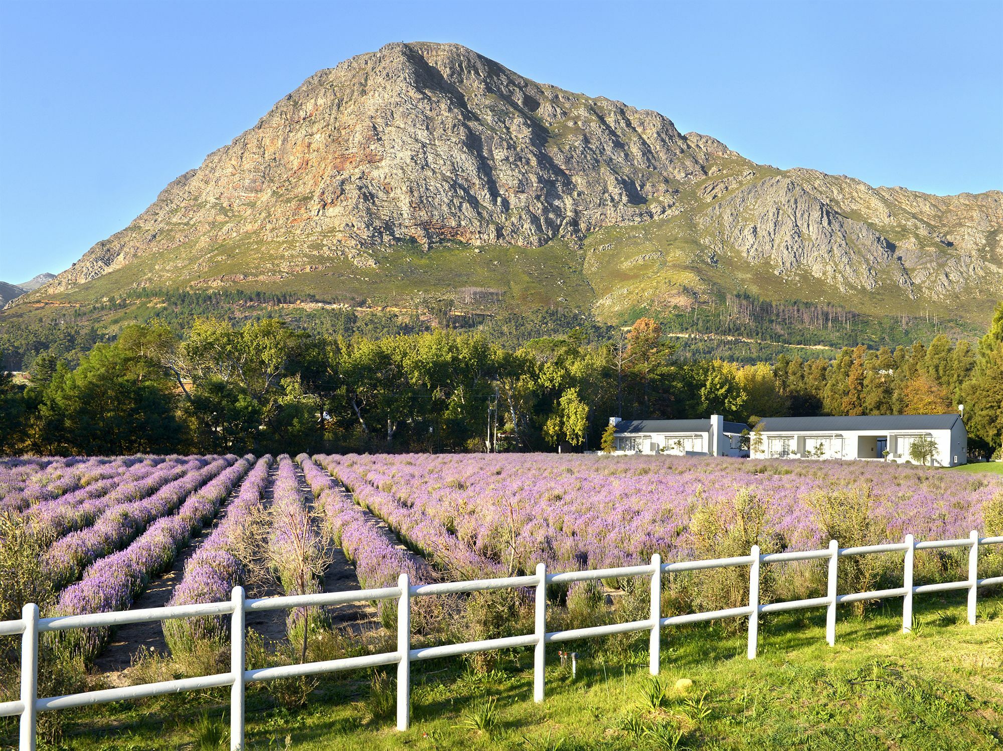 Lavender Farm Guest House Franschhoek Exterior photo